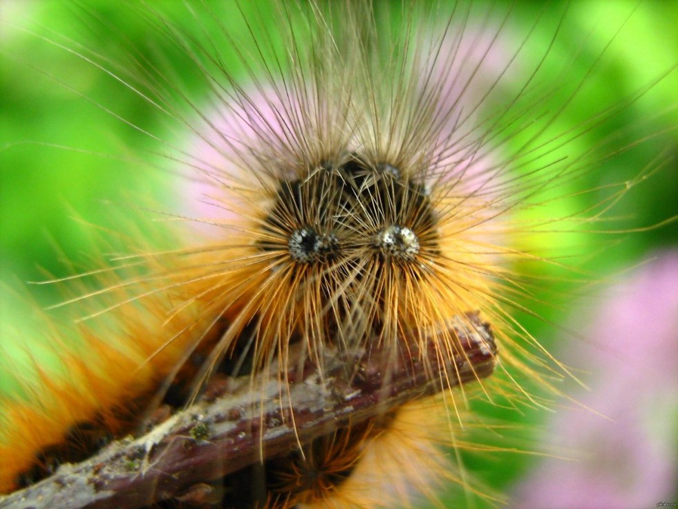 Flower like female sexual organ