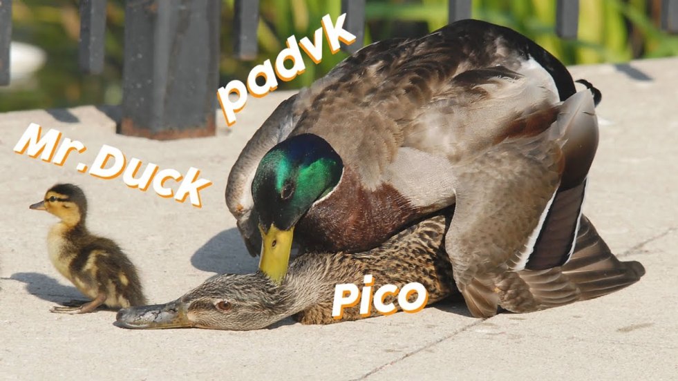 Kristina Mendonca model