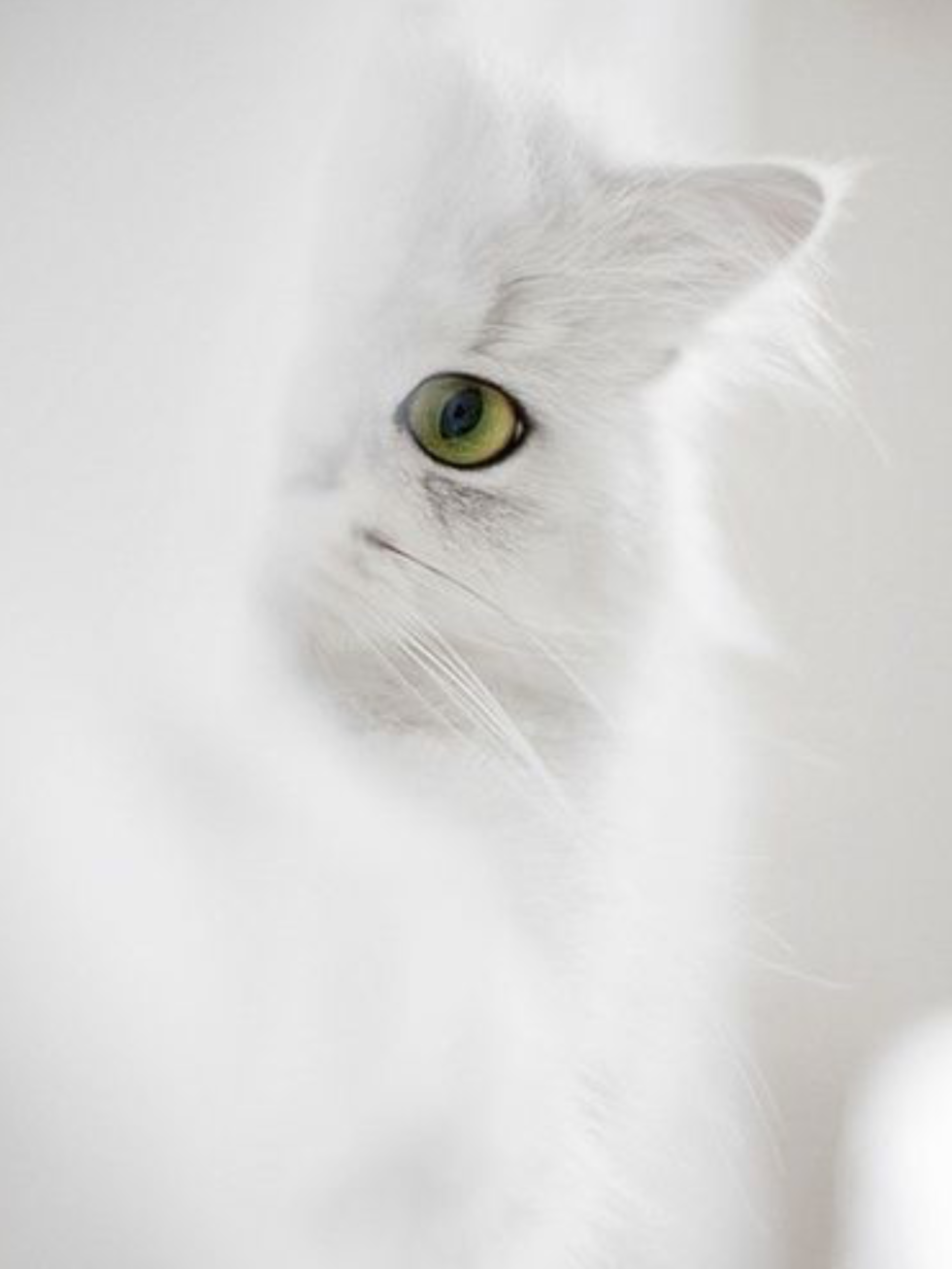 Gritsenko Ksenia Sergeevna