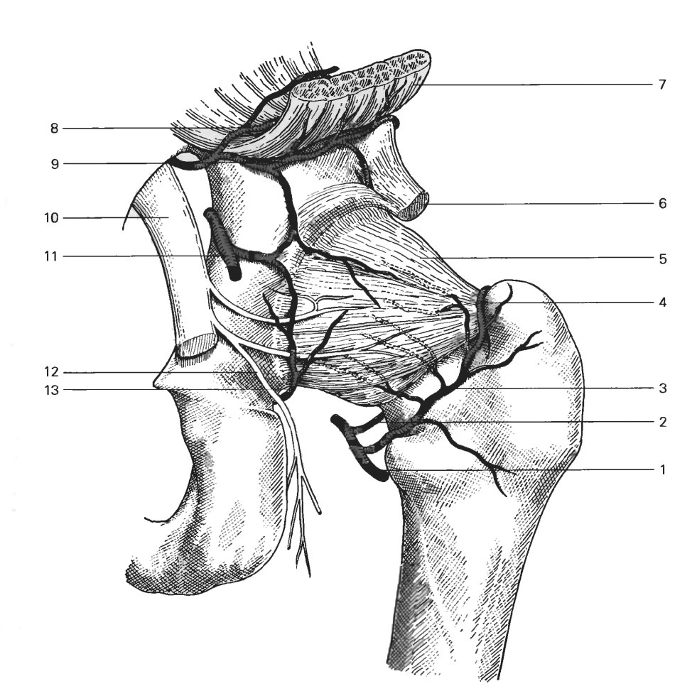 Blood supply of the femur