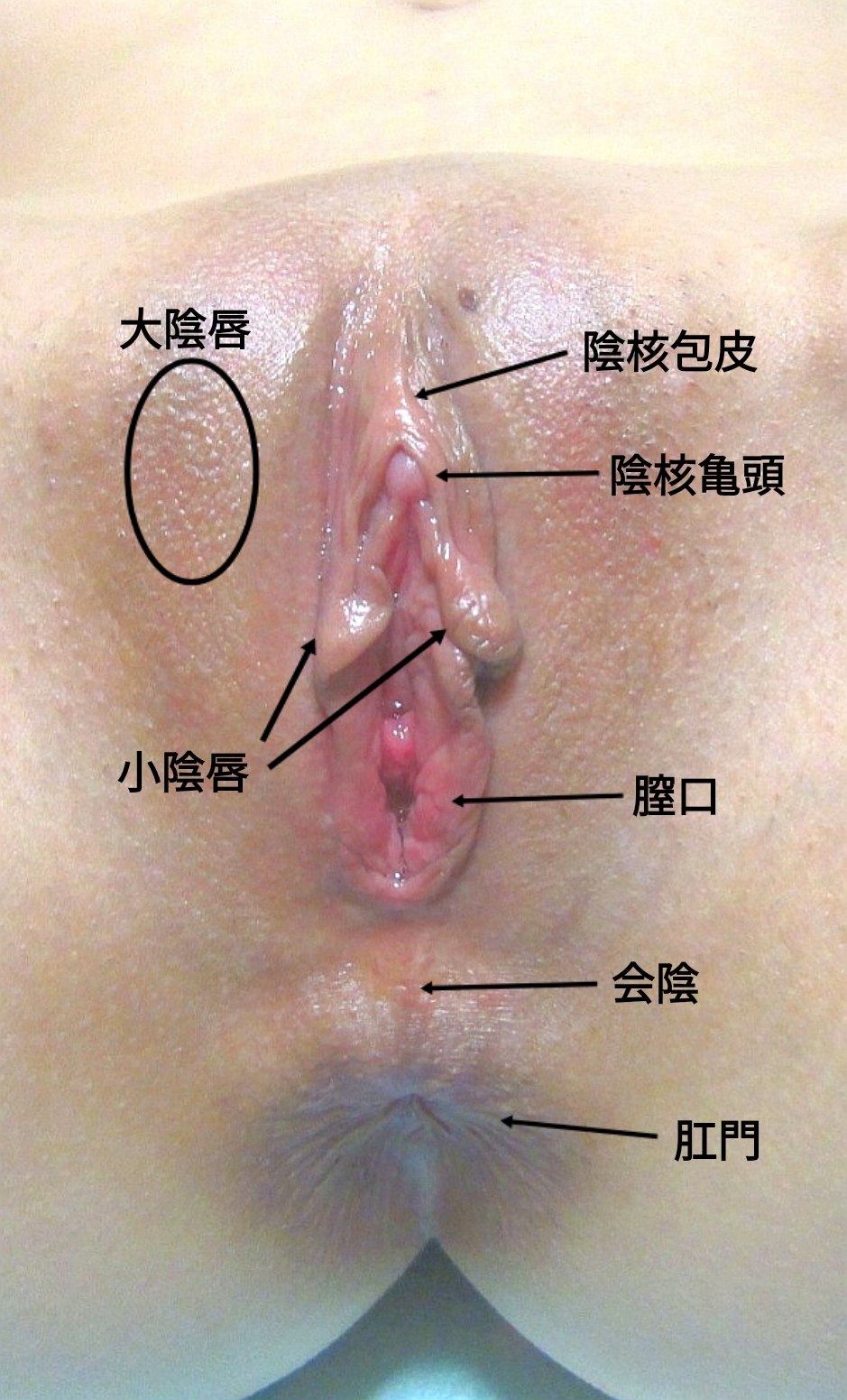 Pierce of female labia