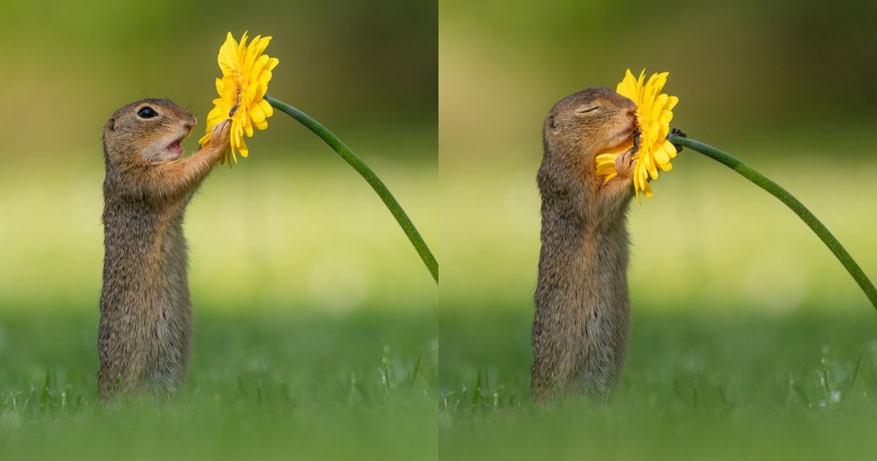 Gopher with flowers