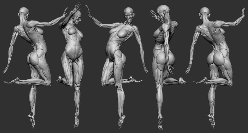 Human anatomy muscle reference