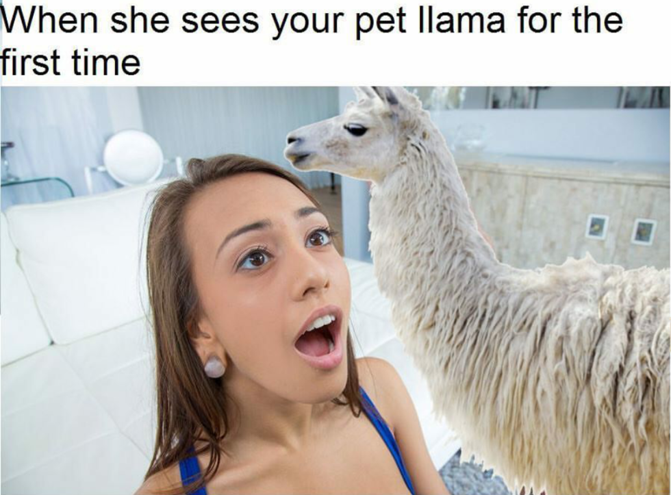 Wen shees your pet llama for the first time