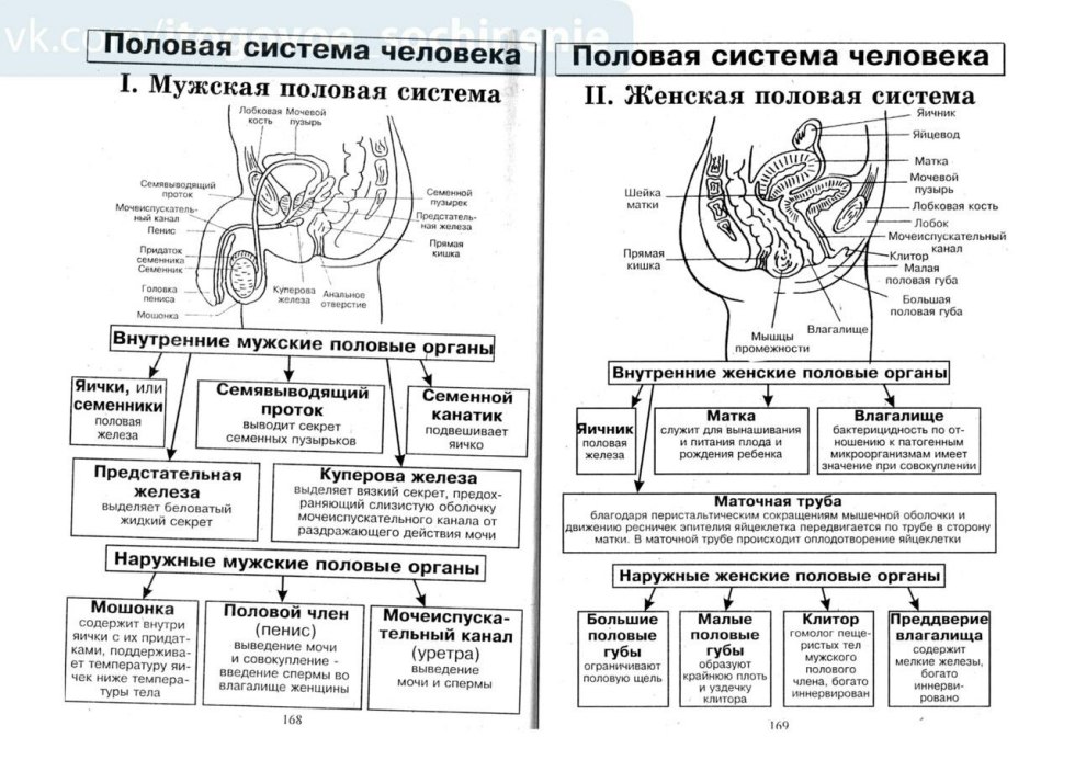 The structure of the human reproductive system
