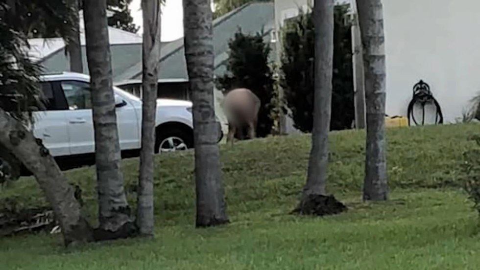 South Florida Man Working on Yard Naked Upsets Neighbors