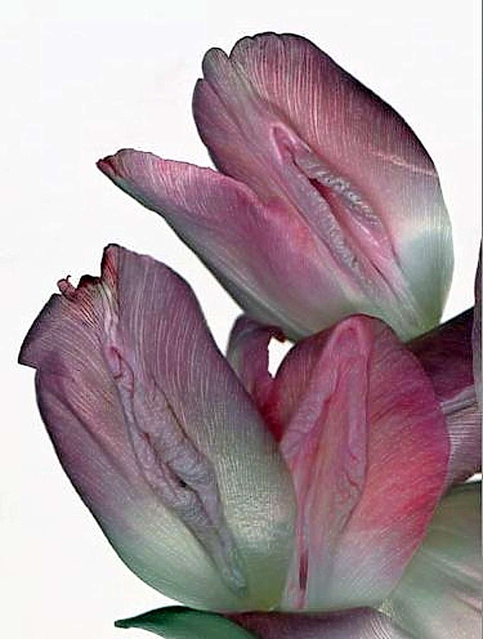 Victoria Sokolova model