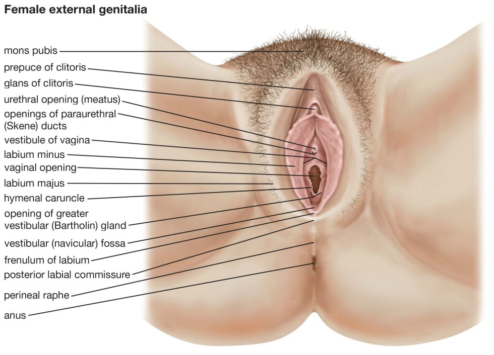 Forms of female genital organs