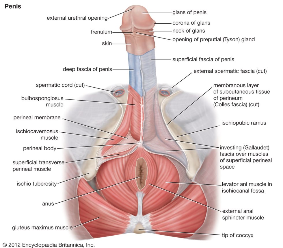 Anatomical orgasm photo