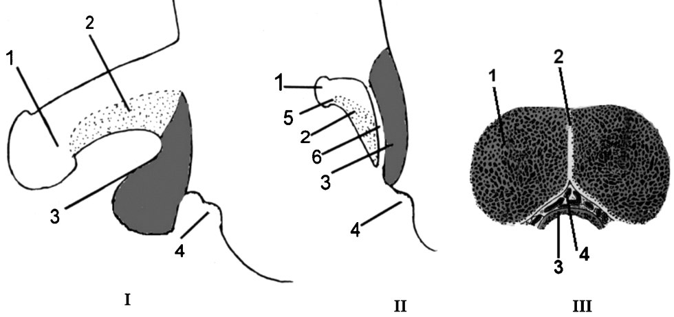 Vagina location in women