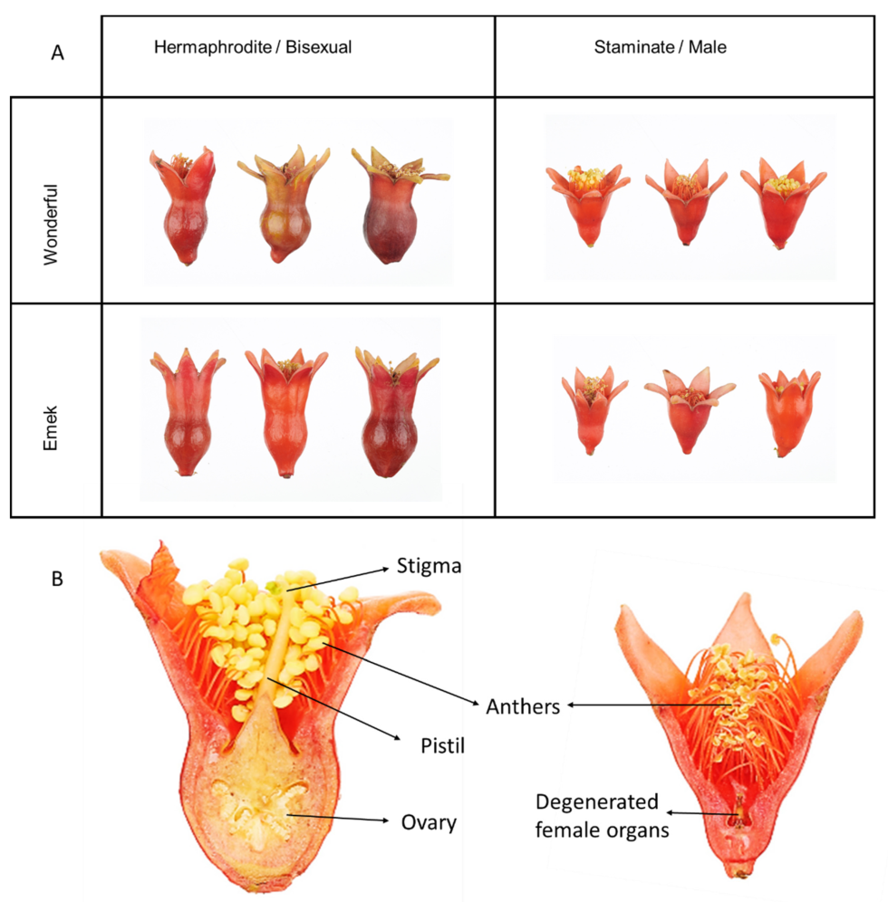 Examples of Hermaphrodite colors