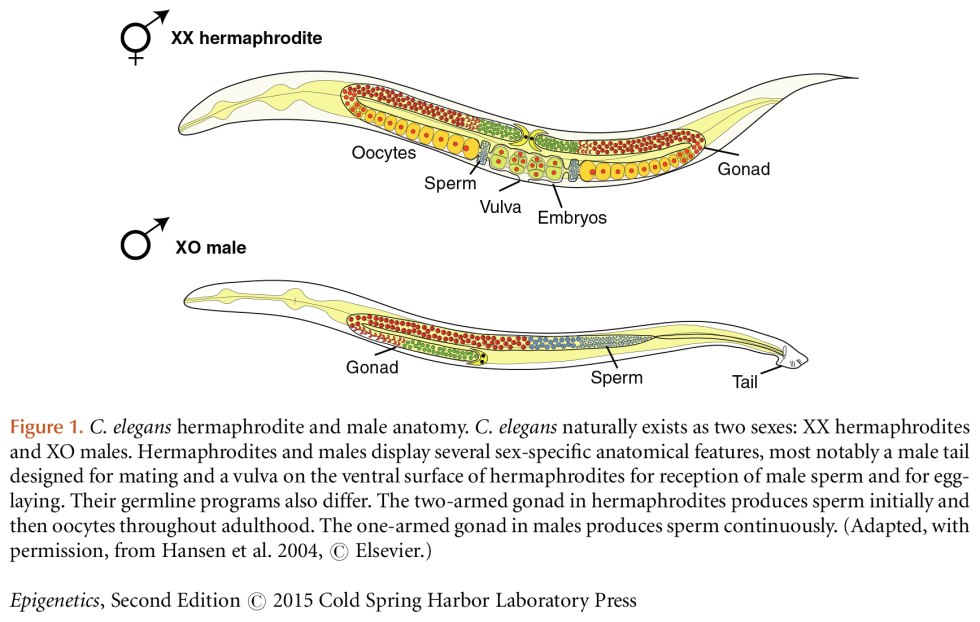 Hermaphrodites close -up