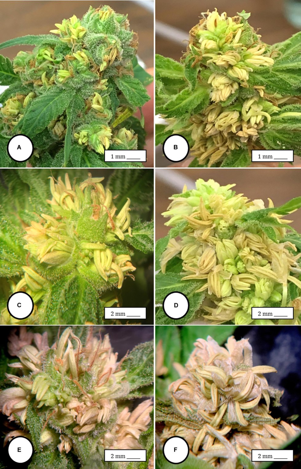 Hermaphroda Hermafrodita, 2009