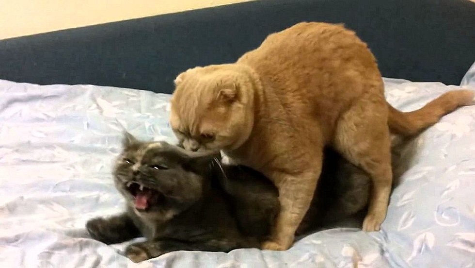 Cuckold from the first person xxx