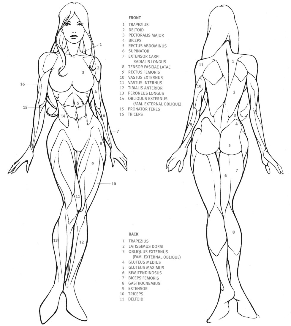 Proportions of the female body of the body reference