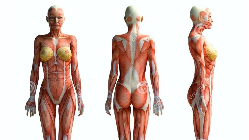 The structure of the female body anatomy