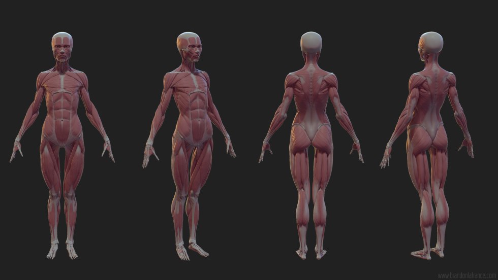 Anatomy model Zbrash