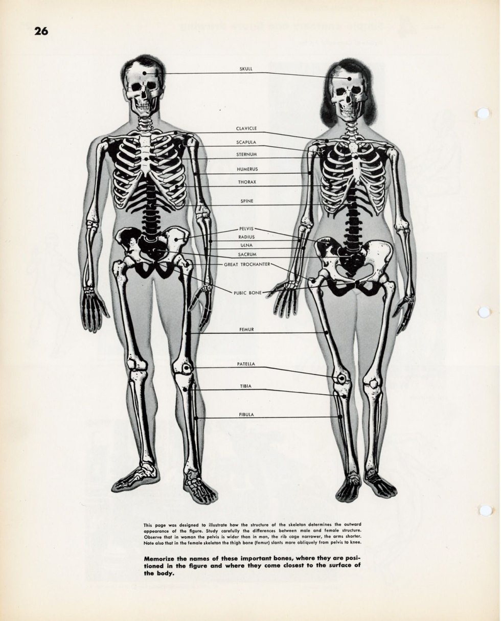 The structure of the male skeleton