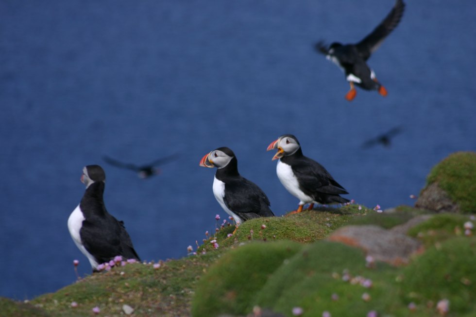 Puffin Nest Iceland capsules