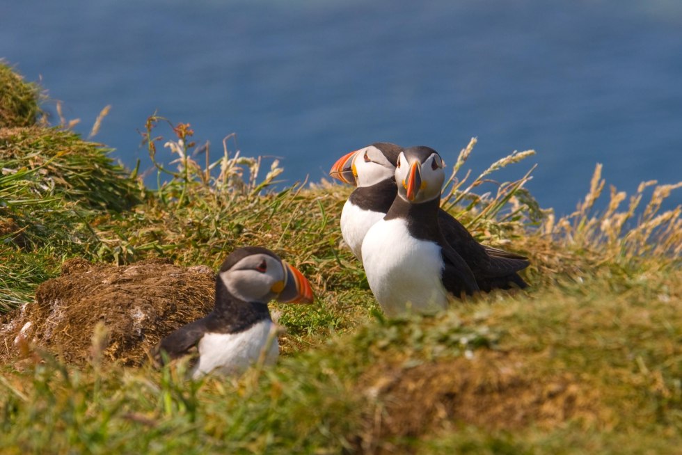 Dead end lunni, black and white, 15 cm