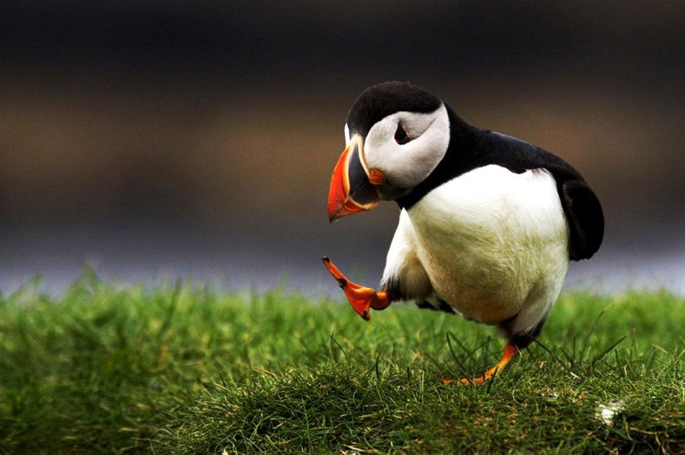 Ipatka Island of Wrangel