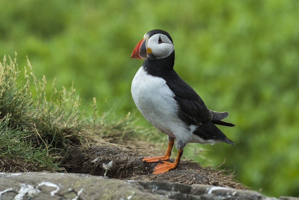 Atlantic Puffin