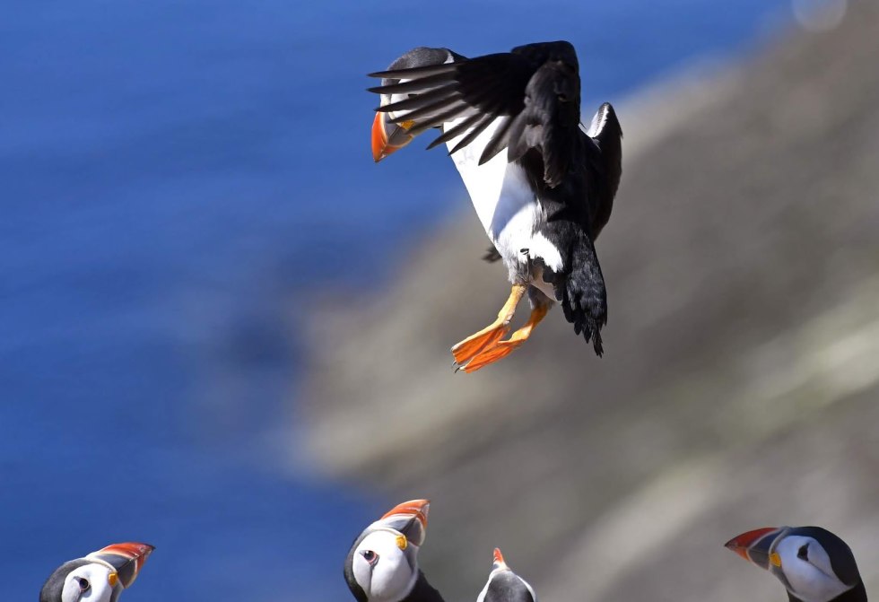 Dead end poultry chicks