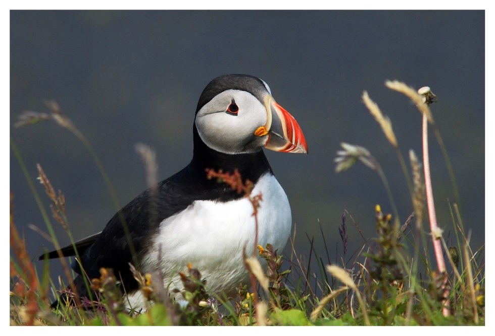 Puffin Peeking Out of Its Burrow