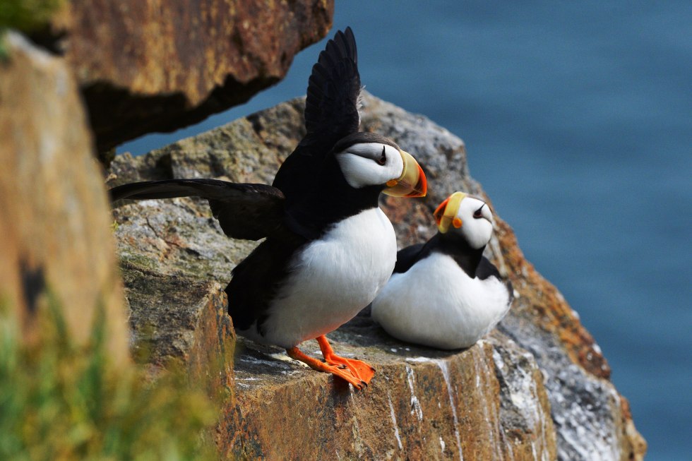 Iceland's birds with red beak