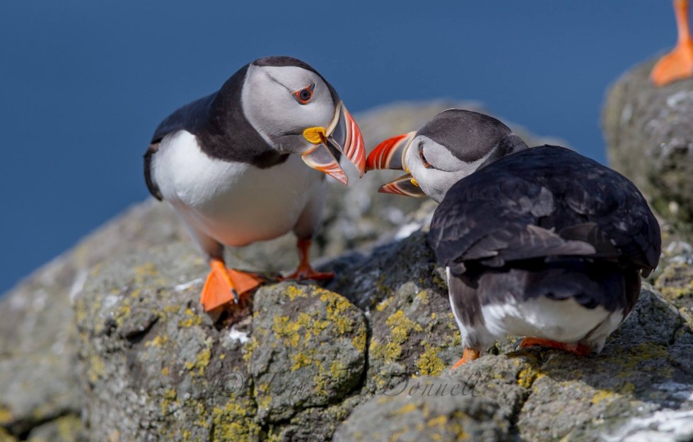 Three Puffins Picture Card