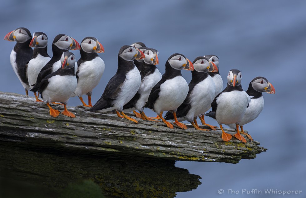 Puffin island photo