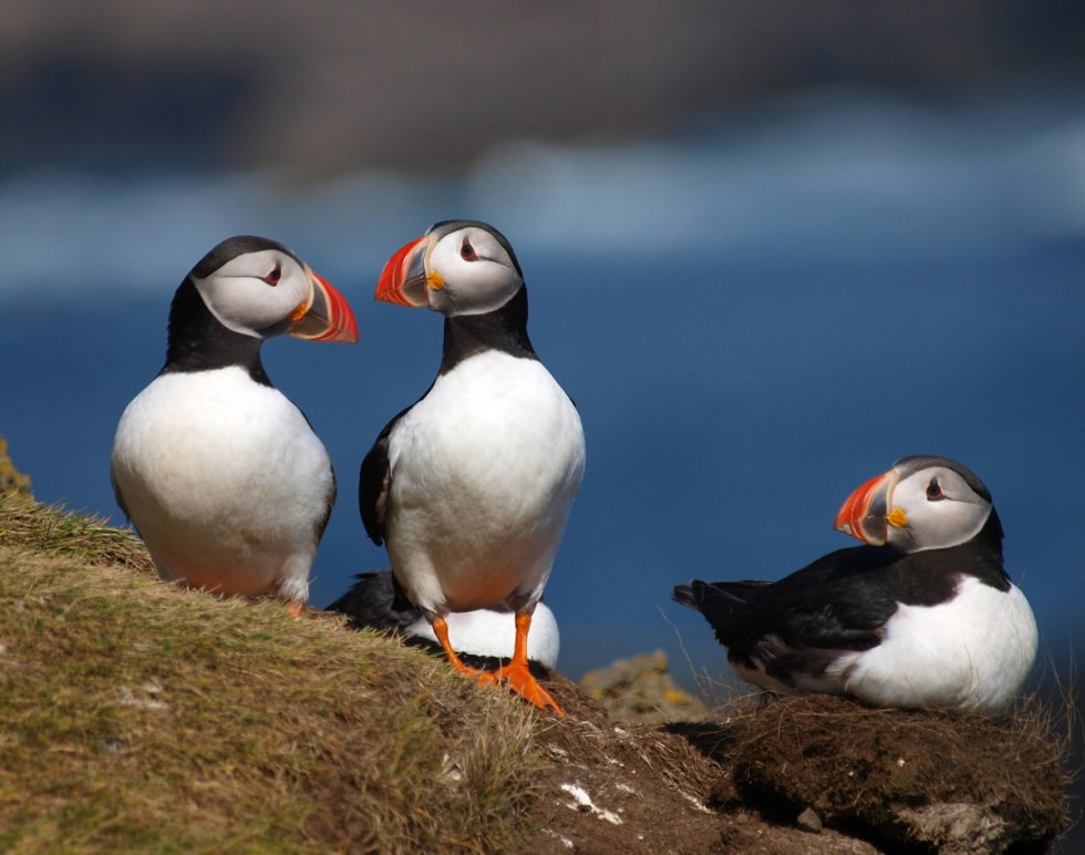 Puffin Electric Tailsitter