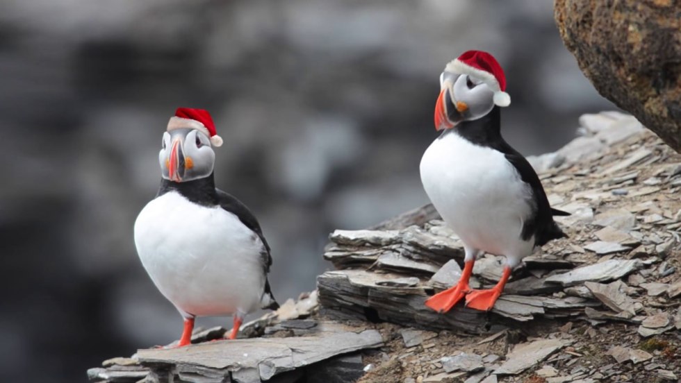 Birds rub their beaks