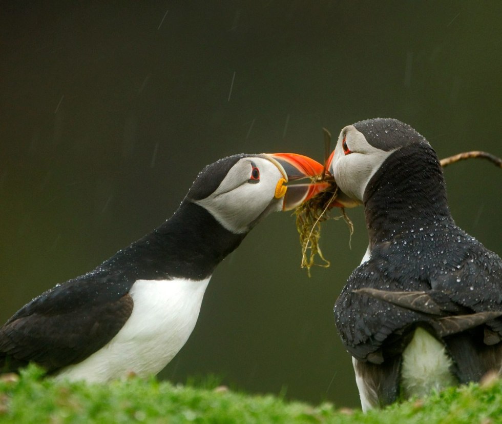 PV charge controller LS1024RP